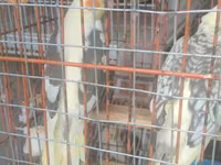 Qefes yeke iri quslar qefesleri balacada var Qəfəs — foto 2