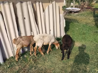የጎትት አውራ በግ, Sheep — ፎቶ 1