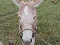 گھوڑی, گھوڑے — تصویر 2