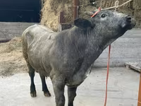 Ցուլ, Բելգիական կապույտ — լուսանկար 4