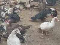 Ducks — عکس 4