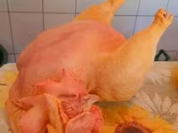 Chickens — foto 1