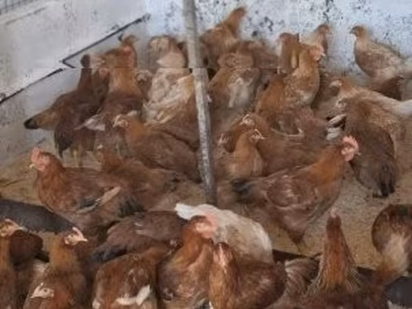 Chickens