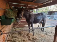 Klisna, Lipizzaner — foto 2