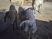 Koza, Saanen goat — fotografija 3