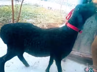 Beran, Hissar sheep — foto 2