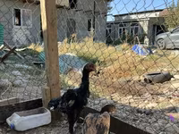 Chickens — foto 7