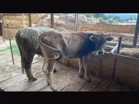 गाय, Swiss cattle — फ़ोटो 4