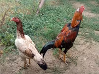 Ajam cemani — fotografija 2