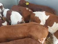 காளை, Simmental cattle — புகைப்படம் 2