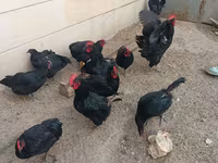 آسترالورپ — عکس 2