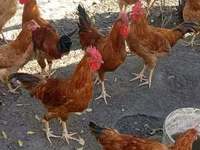Gallina danese — foto 2