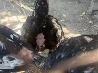 Chickens — ፎቶ 7
