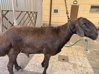 Koç, Hissar sheep — foto 7