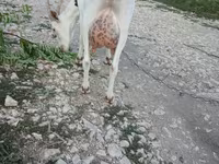 Get, Saanen goat — foto 2