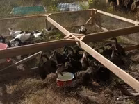 Pekin german — foto 4