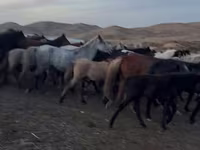 Kuda betina, Kazakh horse — foto 3