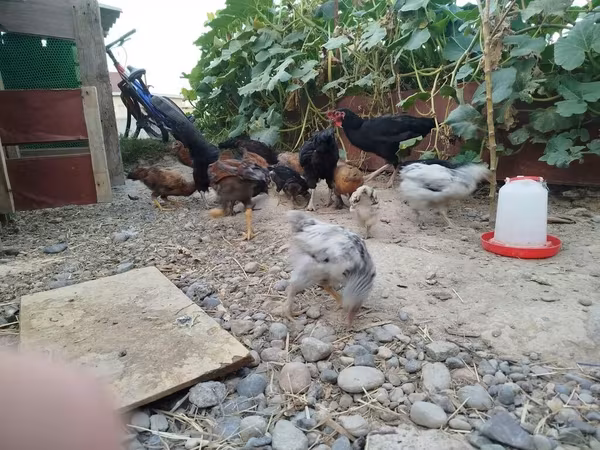 Chickens — Киргизстан