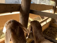 பெண் ஆடு, Arashan sheep — புகைப்படம் 4