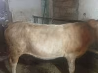 گاو ماده, گاو — عکس 5