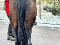 Kanca, Akhal-Teke — 6. fotó