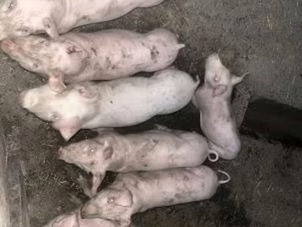 Nguruwe jike, Nguruwe