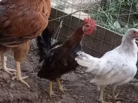 Chickens — foto 1