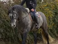Kuda jantan, Andalusian horse — foto 3