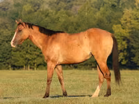 مادیان, Quarter Horse — عکس 2