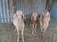 Baran, Arashan sheep — zdjęcie 1