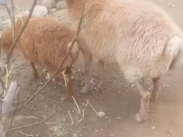 میش, گوسفند