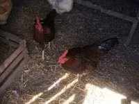 Chickens — φωτογραφία 3