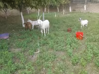 Koza, Alpine goat — zdjęcie 7