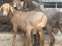 แกะตัวผู้, Rhon sheep — รูปภาพ 4
