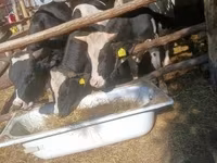 Touro, Raça Holstein — foto 2