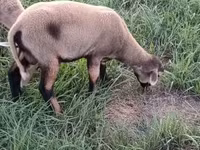 Vædder, Cameroon sheep — foto 3