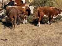 காளை, ஹெரெஃபோர்ட் — புகைப்படம் 4