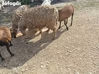 بز ماده, بز — عکس 2