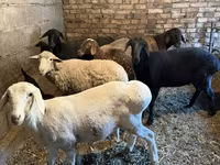 میش, گوسفند — عکس 1