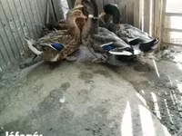 Ducks — عکس 5