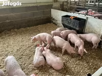 Babi (lot, jantina tidak dinyatakan), Pigs — foto 7