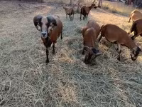 قوچ, Cameroon sheep — عکس 1
