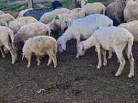 Sheep, Sheep — photo 3