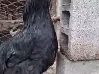 Chickens — عکس 2