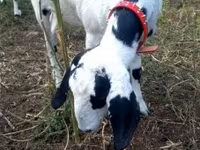 بز ماده, Nubian Goat — عکس 4