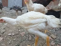 Chickens — foto 7