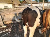 ወንድ በሬ, Simmental cattle — ፎቶ 2