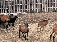 Ovca, Cameroon sheep — fotografija 3