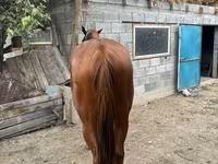 اسب نر, Kyrgyz Horse — عکس 6