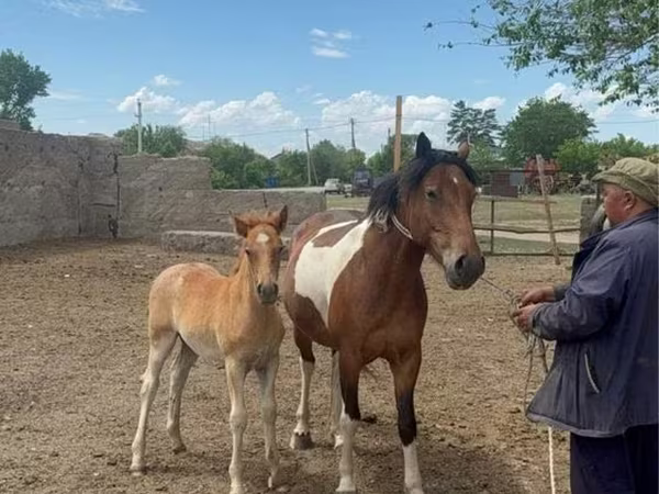 Cavalla, Kazakh horse